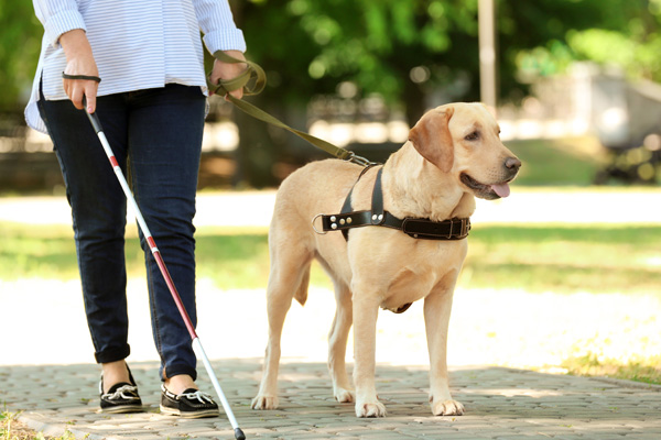 Guide Dogs